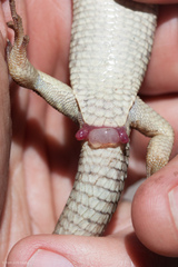 Elgaria coerulea palmeri