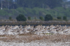 Limosa lapponica baueri