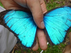 Morpho menelaus