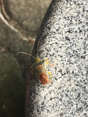 Acanthosoma denticaudum