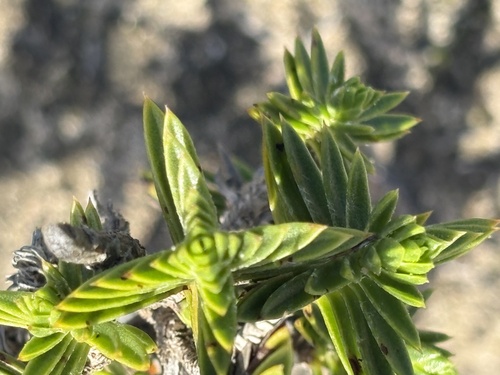 Sharp Perdekaroo (Oedera steyniae)
