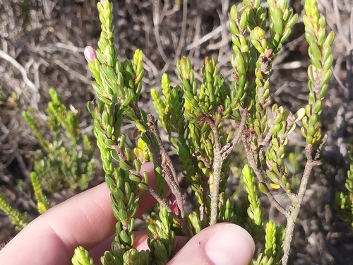 Image of Lachnaea grandiflora by (c) De Waal Hugo, some rights reserved (CC BY)