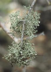 Ramalina peruviana