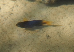 Stegastes arcifrons