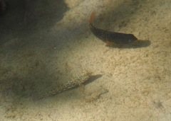 Stegastes arcifrons