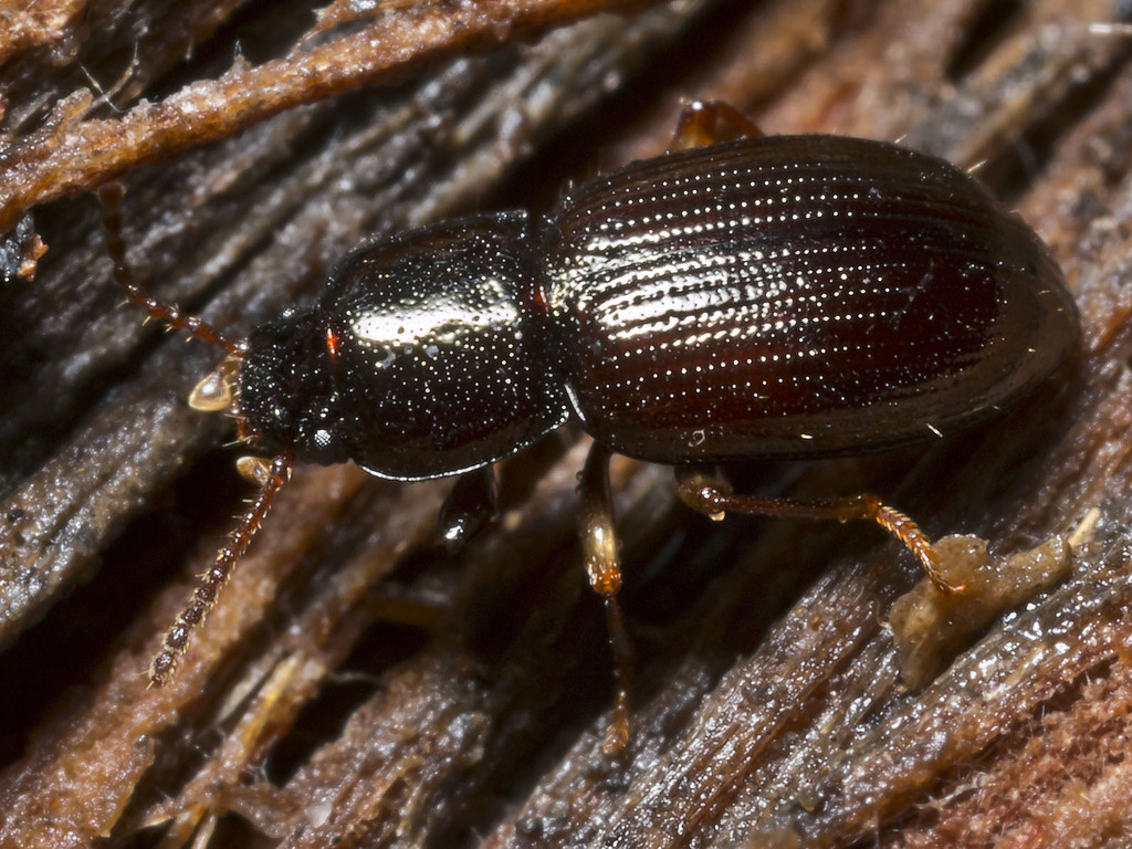 Brycopia
