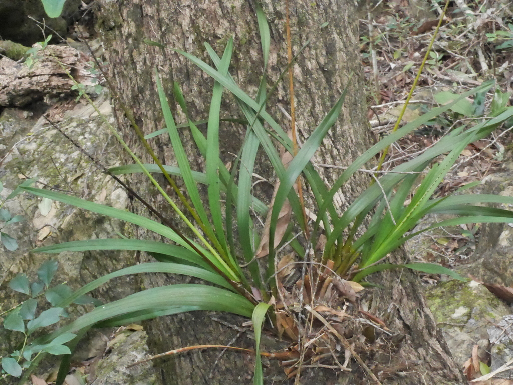 Earina valida