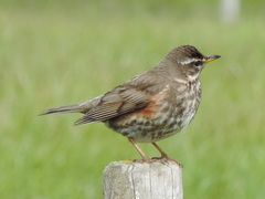 Turdus iliacus coburni