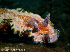 Glossodoris acosti
