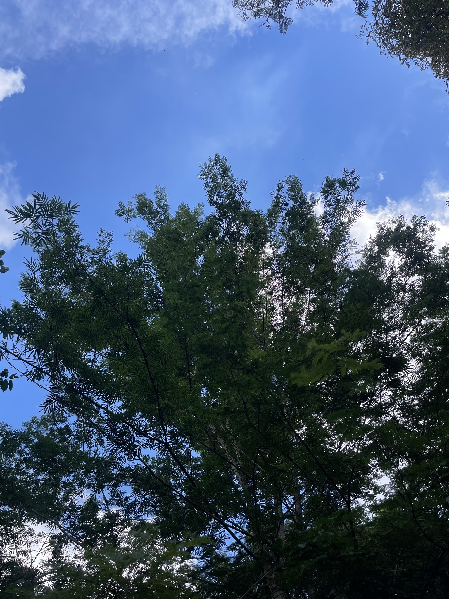 Imagem de Angico-Jacaré