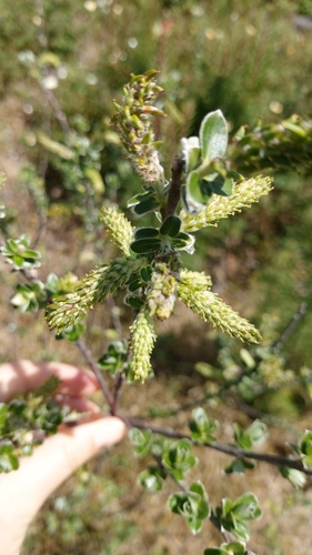 Image of Salix repens by (c) Elizabete Marchante, some rights reserved (CC BY)