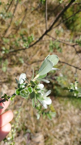 Image of Salix repens by (c) Elizabete Marchante, some rights reserved (CC BY)