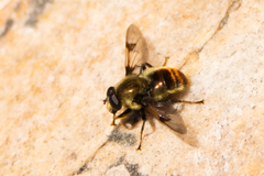 Sericomyia flagrans