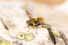 Sericomyia flagrans