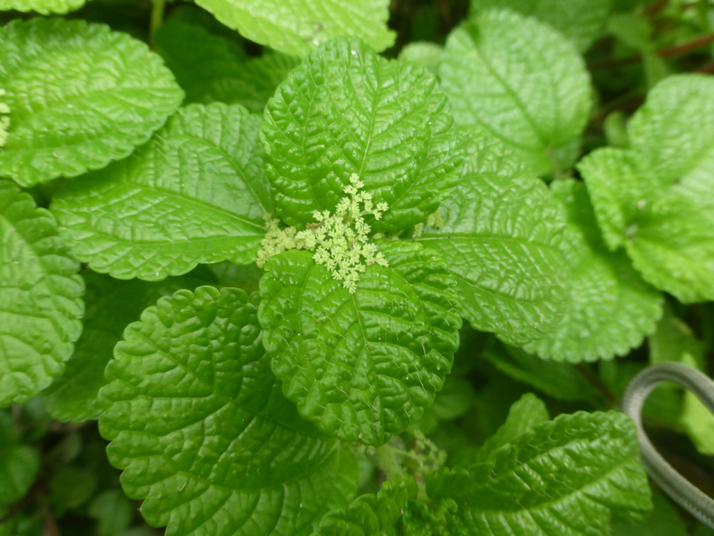 Pilea nummulariifolia