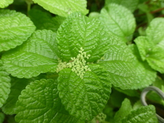 Pilea nummulariifolia