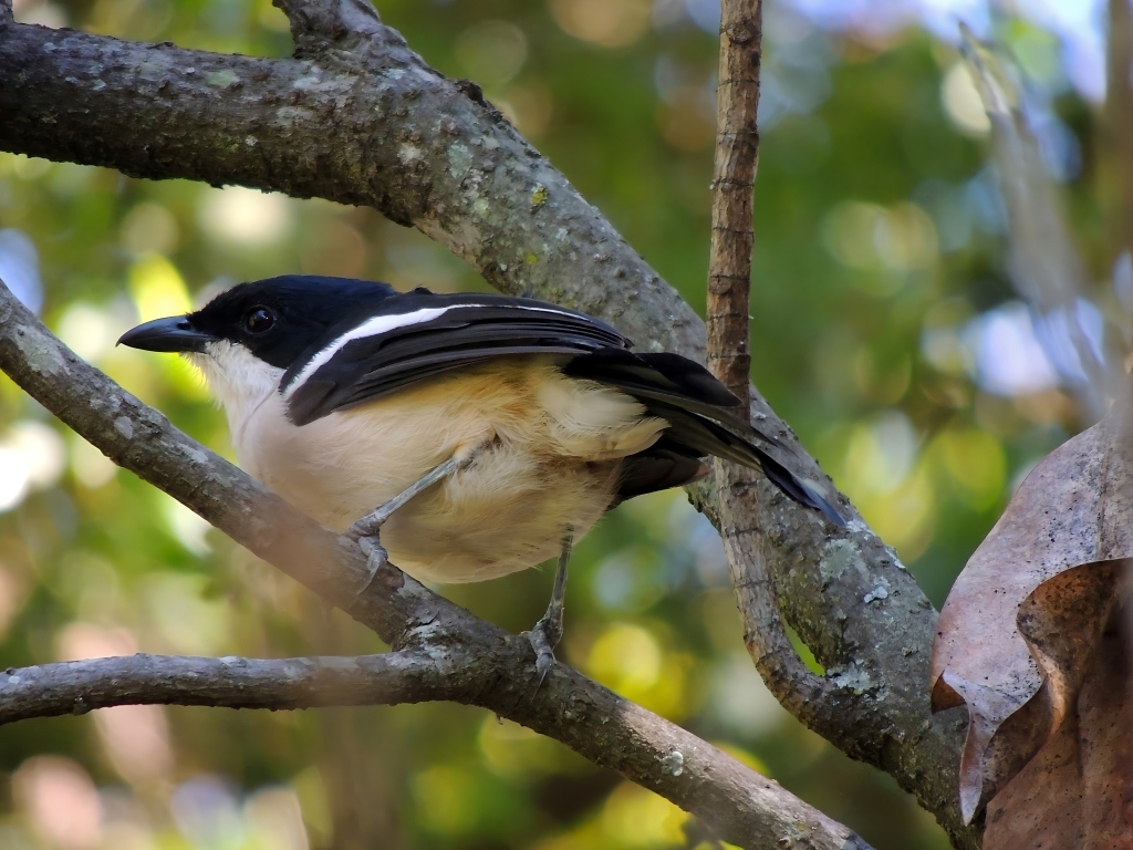 Tropical Boubou (Laniarius major), photo 7