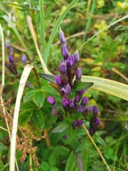 Gentianella auriculata