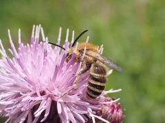 Colletes halophilus