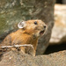 American Pika - Photo (c) Jason Headley, some rights reserved (CC BY-NC), uploaded by Jason Headley