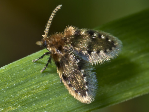 Brunettia alternata observed 2016-09-16
