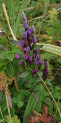 Gentianella auriculata