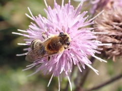 Colletes halophilus