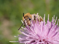 Colletes halophilus