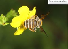 Andrena chengtehensis