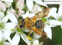 Andrena chengtehensis