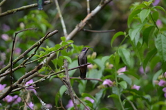 Colibri delphinae