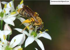 Andrena chengtehensis