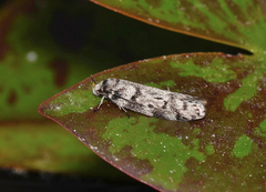 Palimmeces hemiphanes