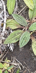Plantago camtschatica