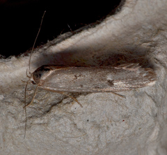 Philobota stella