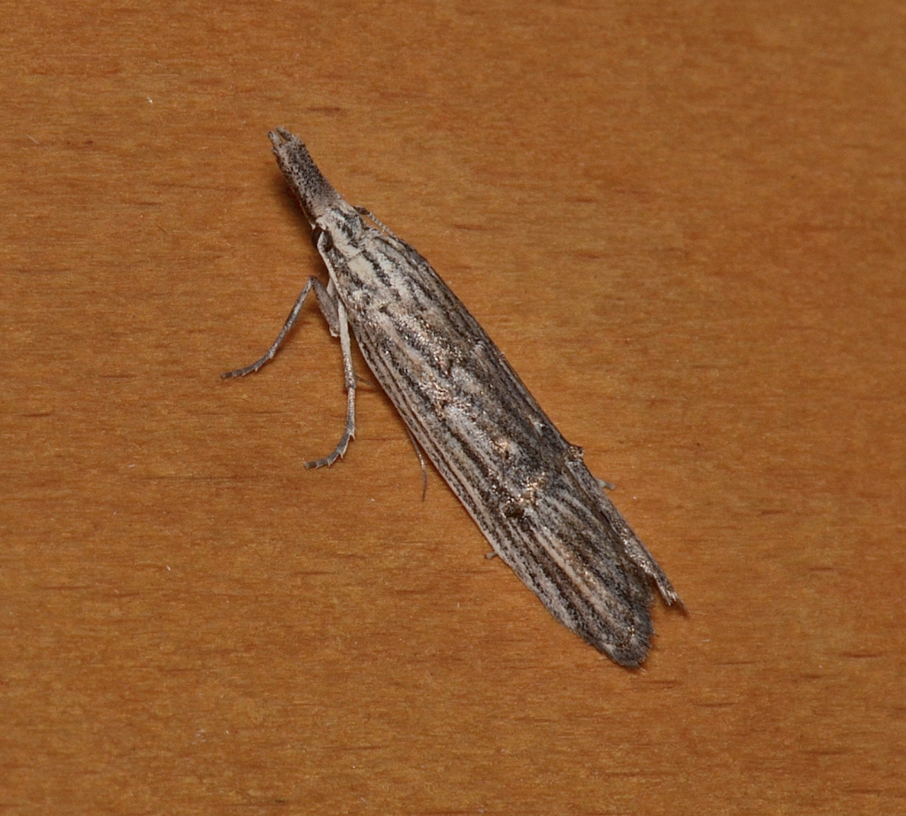 Carposina leptoneura