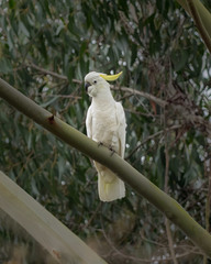 Cacatua galerita galerita