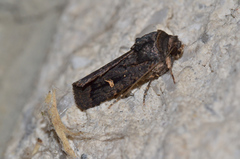 Proteuxoa microspila
