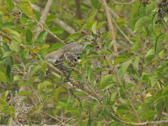Mimus melanotis