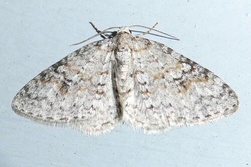 Brown-shaded Carpet Moth photo 4