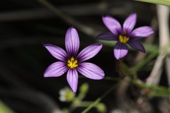 Sisyrinchium scabrum