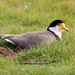 Black-shouldered Lapwing - Photo (c) Alan Melville, some rights reserved (CC BY-NC-ND), uploaded by Alan Melville