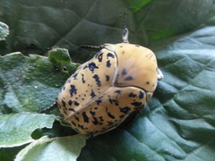 Gymnetis bajula wollastoni