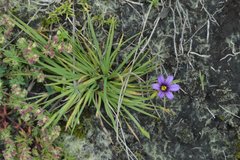 Sisyrinchium scabrum
