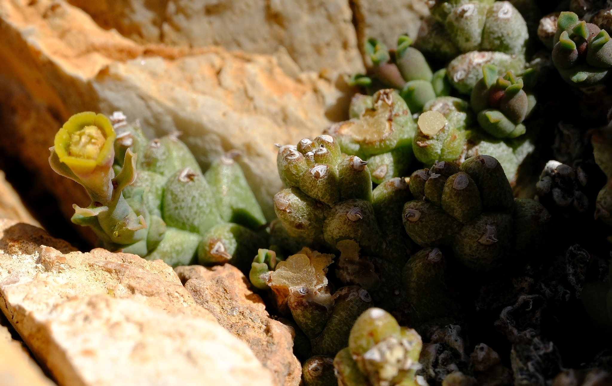 Euphorbia namuskluftensis