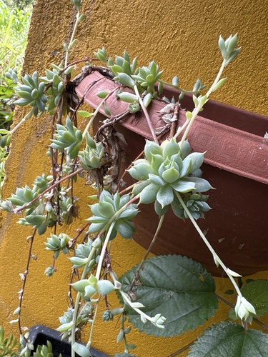 Graptopetalum macdougallii