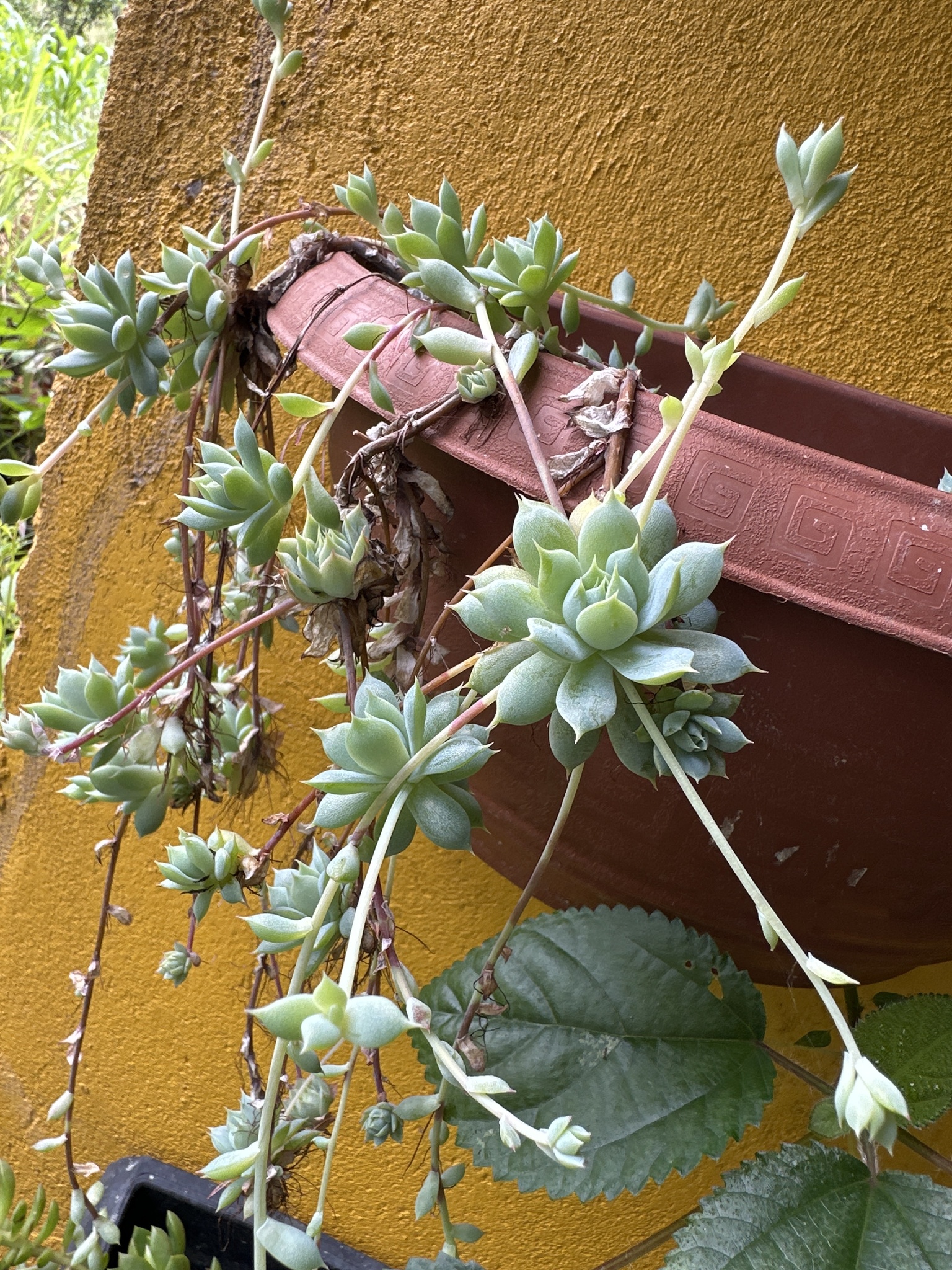 Imagem de Graptopetalum macdougallii não possui um nome popular amplamente reconhecido no Brasil