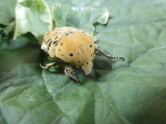 Gymnetis bajula wollastoni