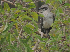 Mimus melanotis