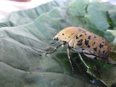 Gymnetis bajula wollastoni